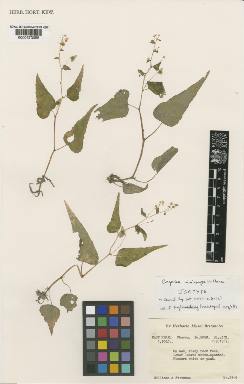 B. minicarpa